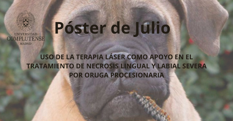 Uso de la terapia láser como apoyo en el tratamiento de necrosis lingual y labial severa por oruga procesionaria